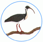 IBIS support